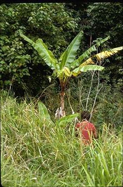 APII jpeg image of Musa banksii  © contact APII