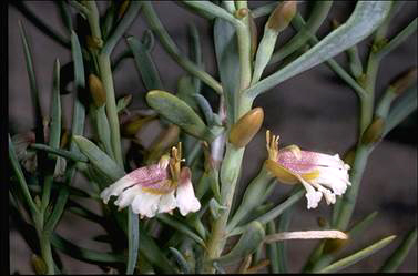 APII jpeg image of Scaevola collaris  © contact APII