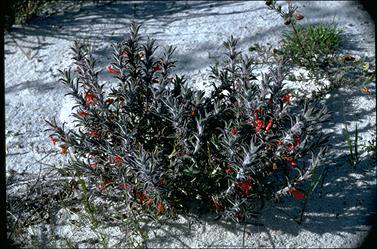 APII jpeg image of Hemiandra coccinea  © contact APII