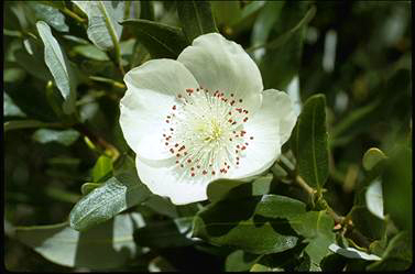 APII jpeg image of Eucryphia lucida  © contact APII