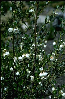 APII jpeg image of Eucryphia milliganii  © contact APII