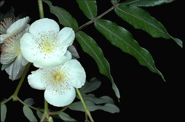 APII jpeg image of Eucryphia moorei  © contact APII