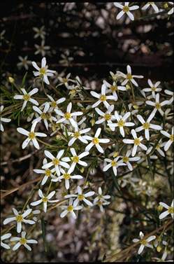 APII jpeg image of Ricinocarpos glaucus  © contact APII