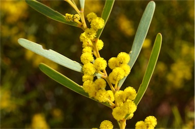 APII jpeg image of Acacia hakeoides  © contact APII