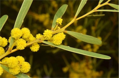 APII jpeg image of Acacia hakeoides  © contact APII