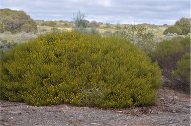 APII jpeg image of Acacia eremophila  © contact APII