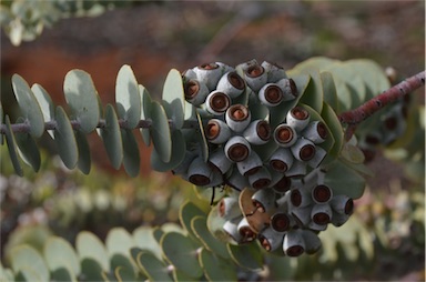 APII jpeg image of Eucalyptus kruseana  © contact APII