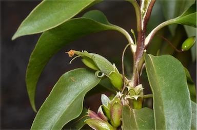 APII jpeg image of Eremophila virens  © contact APII