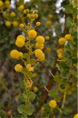 APII jpeg image of Acacia strongylophylla  © contact APII