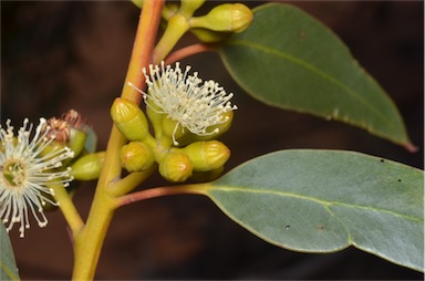 APII jpeg image of Eucalyptus brachycalyx  © contact APII