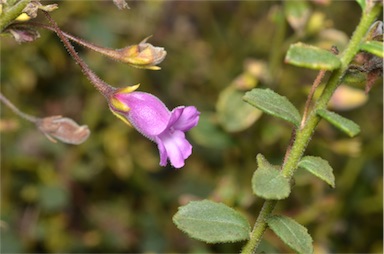 APII jpeg image of Eremophila enata  © contact APII