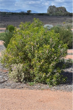 APII jpeg image of Eremophila viscida  © contact APII