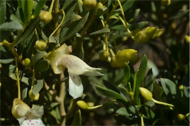 APII jpeg image of Eremophila alternifolia  © contact APII