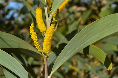 APII jpeg image of Acacia cowleana  © contact APII