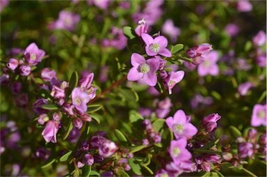 APII jpeg image of Boronia crenulata  © contact APII