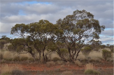 APII jpeg image of Eucalyptus socialis subsp. socialis  © contact APII