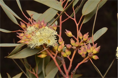 APII jpeg image of Eucalyptus socialis subsp. socialis  © contact APII