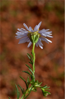 APII jpeg image of Minuria leptophylla  © contact APII