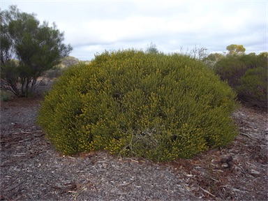 APII jpeg image of Acacia eremophila  © contact APII