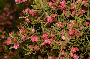 APII jpeg image of Dodonaea lobulata  © contact APII