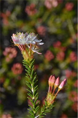 APII jpeg image of Calytrix involucrata  © contact APII