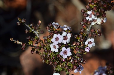 APII jpeg image of Baeckea crassifolia  © contact APII