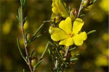 APII jpeg image of Hibbertia virgata  © contact APII