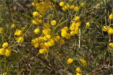 APII jpeg image of Acacia rigens  © contact APII