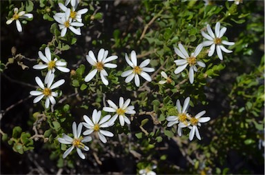 APII jpeg image of Olearia muelleri  © contact APII