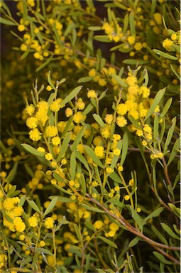 APII jpeg image of Acacia farinosa  © contact APII