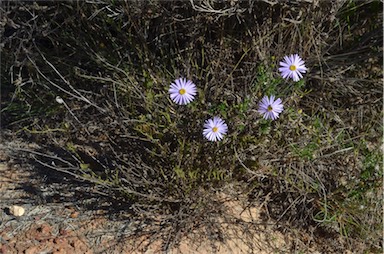 APII jpeg image of Olearia ciliata  © contact APII