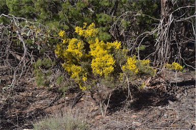 APII jpeg image of Acacia spinescens  © contact APII