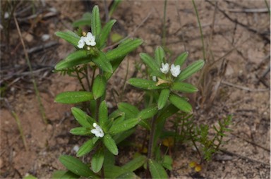 APII jpeg image of Buglossoides arvensis  © contact APII