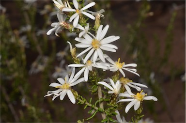 APII jpeg image of Olearia brachyphylla  © contact APII