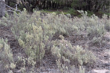 APII jpeg image of Atriplex vesicaria subsp. appendiculata  © contact APII