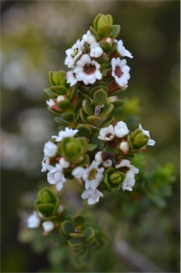 APII jpeg image of Thryptomene micrantha  © contact APII