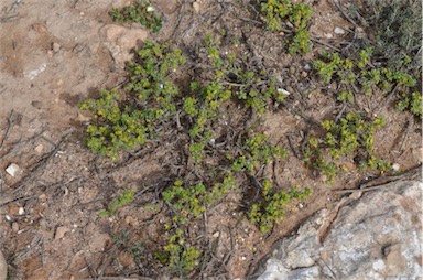 APII jpeg image of Pimelea serpyllifolia subsp. serpyllifolia  © contact APII