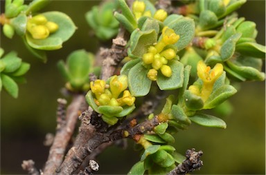 APII jpeg image of Pimelea serpyllifolia subsp. serpyllifolia  © contact APII