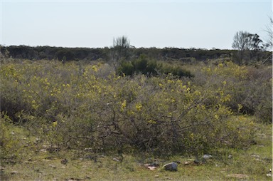 APII jpeg image of Acacia paradoxa  © contact APII