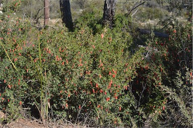 APII jpeg image of Correa pulchella  © contact APII