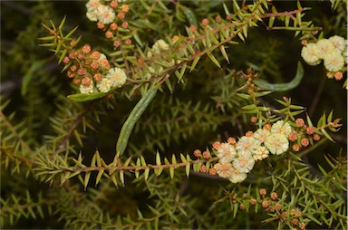 APII jpeg image of Acacia rupicola  © contact APII