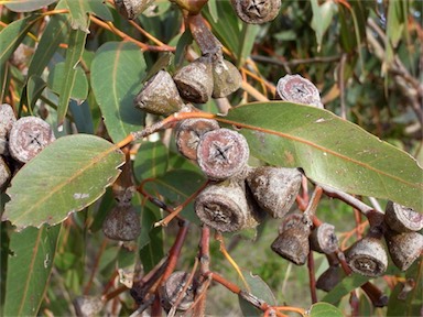 APII jpeg image of Eucalyptus gomphocephala  © contact APII