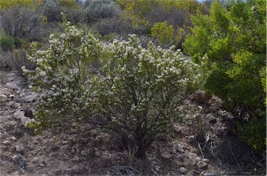 APII jpeg image of Leucopogon parviflorus  © contact APII