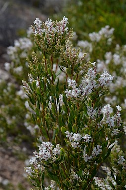 APII jpeg image of Leucopogon parviflorus  © contact APII