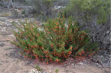 APII jpeg image of Correa pulchella  © contact APII