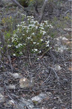 APII jpeg image of Logania ovata  © contact APII