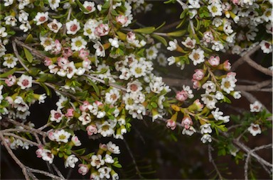 APII jpeg image of Thryptomene micrantha  © contact APII