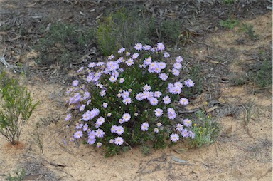 APII jpeg image of Olearia ciliata  © contact APII