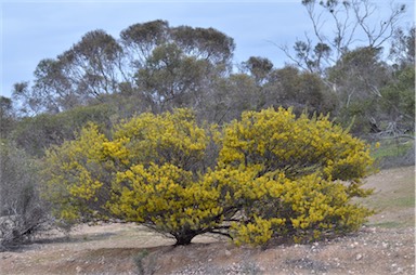 APII jpeg image of Acacia dictyocarpa  © contact APII