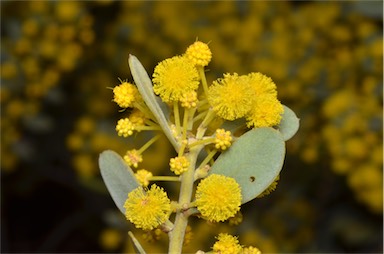 APII jpeg image of Acacia dictyocarpa  © contact APII